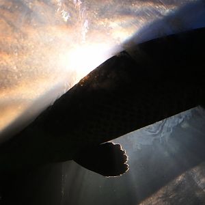 Arapaima gigas