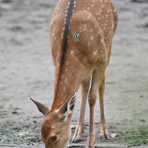 Vietnamese sika deer (Cervus nippon pseudaxis)