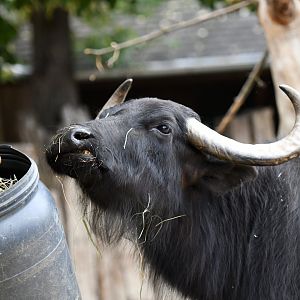 Water buffalo Bubalus bubalis