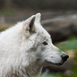 "Arctic" wolf (Canis lupus)