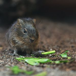 Greater guinea pig (Cavia magna)