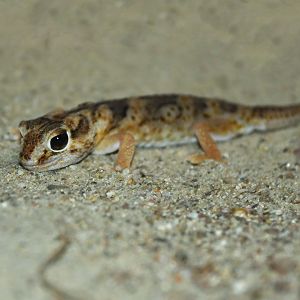 Chondrodactylus angulifer