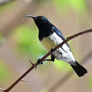 Variable Sunbird Cinnyris venustus