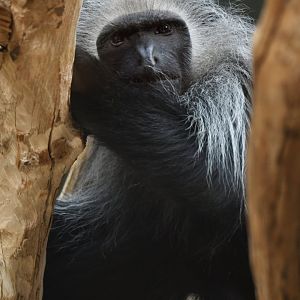 King colobus (Colobus polykomos)