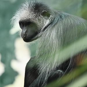 King colobus (Colobus polykomos)