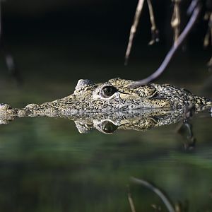 Crocodylus moreleti