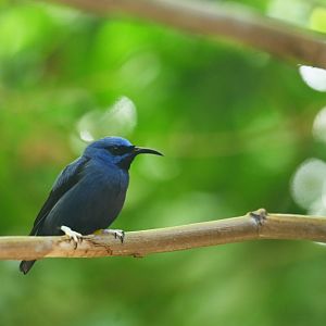 Purple Honeycreeper (Cyanerpes caeruleus)