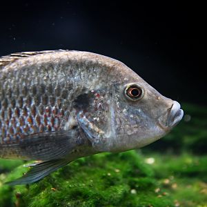 Danakilia sp. Shukoray