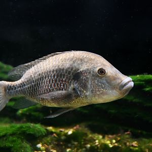 Danakilia sp. Shukoray