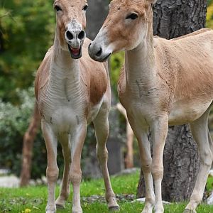 Onager (Equus hemionus)