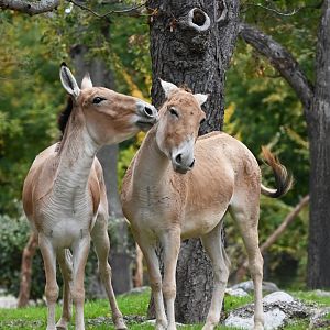 Onager (Equus hemionus)