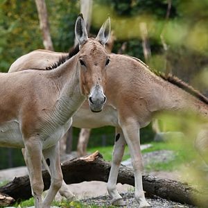 Onager (Equus hemionus)