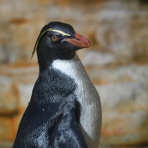 Northern rockhopper penguin (Eudyptes moseleyi)