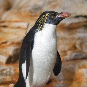 Northern rockhopper penguin (Eudyptes moseleyi)