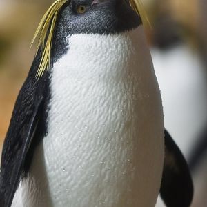 Northern rockhopper penguin (Eudyptes moseleyi)