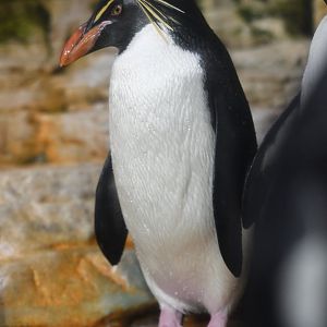Northern rockhopper penguin (Eudyptes moseleyi)