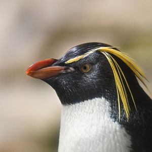 Northern rockhopper penguin (Eudyptes moseleyi)