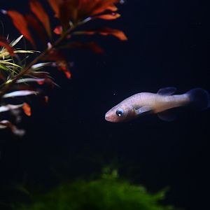 Fundulus julisia