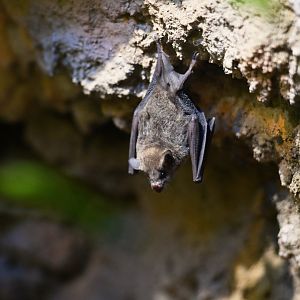 Pallas' long-tongued bat Glossophaga soricina