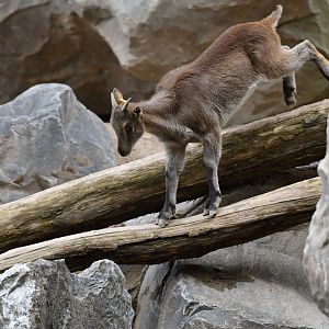 Himalayan thar (Hemitragus jemlahicus)