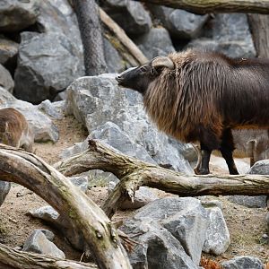Himalayan thar (Hemitragus jemlahicus)