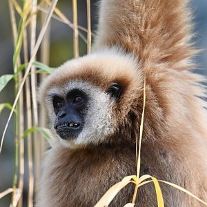 Lar gibbon (Hylobates lar)