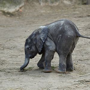 African elephant (Loxodonta africana)