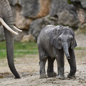 African elephant (Loxodonta africana)
