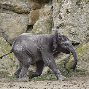 African elephant (Loxodonta africana)