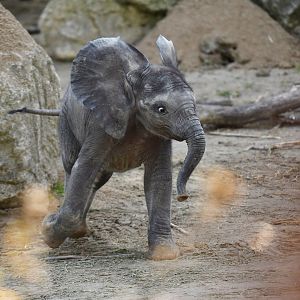 African elephant (Loxodonta africana)