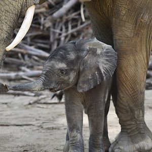 African elephant (Loxodonta africana)