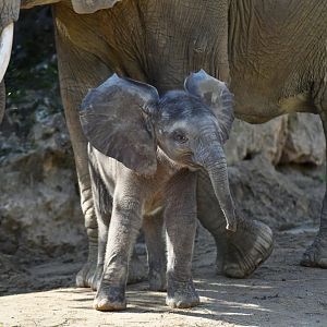 African elephant (Loxodonta africana)