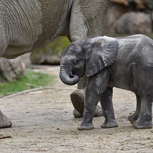 African elephant (Loxodonta africana)