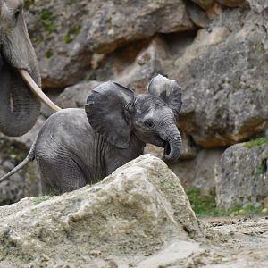 African elephant (Loxodonta africana)