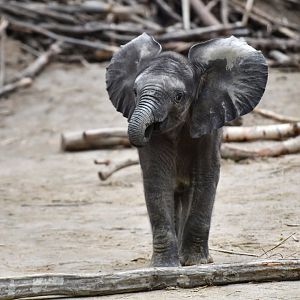 African elephant (Loxodonta africana)