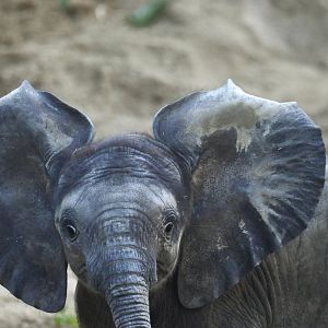 African elephant (Loxodonta africana)