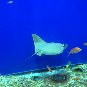 Osaka Aquarium 2017 - Javanese Cownose Ray (Rhinoptera javanica)