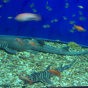 Osaka Aquarium 2017 - Chiloscyllium sp. and Zebra Bullhead Shark (Heterodontus zebra)