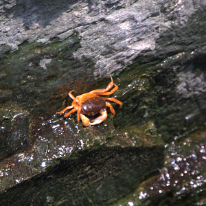 Osaka Aquarium 2017 - Japanese Freshwater Crab (Geothelphusa dehaani)