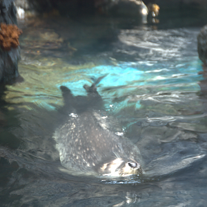 Osaka Aquarium 2017 - Spotted Seal (Phoca largha)