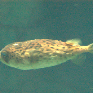 Osaka Aquarium 2017 - Longspine Porcupinefish (Diodon holocanthus)