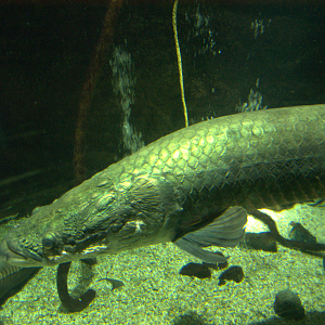 Osaka Aquarium 2017 - Arapaima (Arapaima sp.)