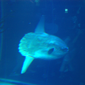 Osaka Aquarium 2017 - Ocean Sunfish (Mola mola)