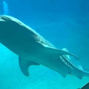 Osaka Aquarium 2017 - Whale Shark (Rhincodon typus)