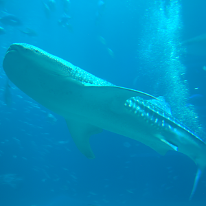 Osaka Aquarium 2017 - Whale Shark (Rhincodon typus)
