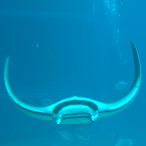 Osaka Aquarium 2017 - Spinetail Devilray (Mobula mobular)