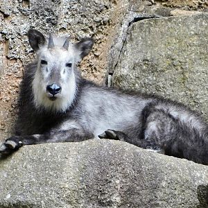 Japanese Serow (Capricornis crispus) November 1, 2025