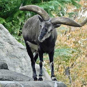 Chinese Bharal (Pseudois nayaur szechuanensis) November 1, 2025