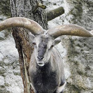 Chinese Bharal (Pseudois nayaur szechuanensis) November 1, 2025