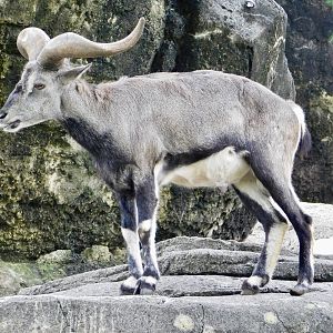 Chinese Bharal (Pseudois nayaur szechuanensis) November 1, 2025